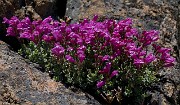 Penstemon rupicola - Cliff Penstemon